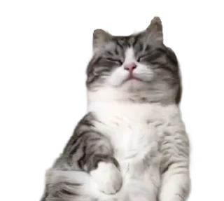 🐈