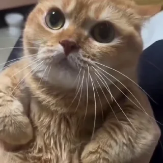 🤩