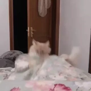 🤪