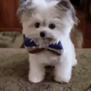 🎀
