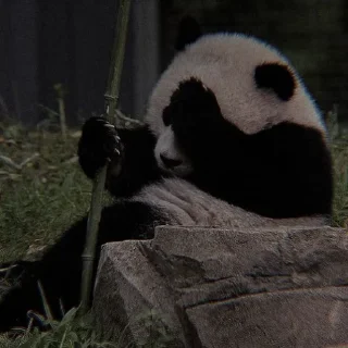 🐼