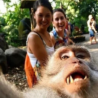 🐒