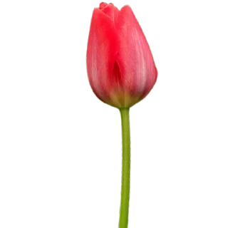🌷