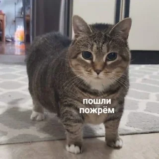🍽