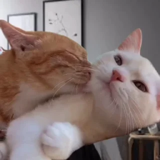 🥺