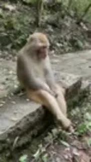 🐵