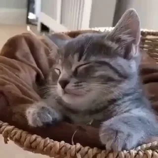🥺