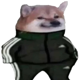 🐶