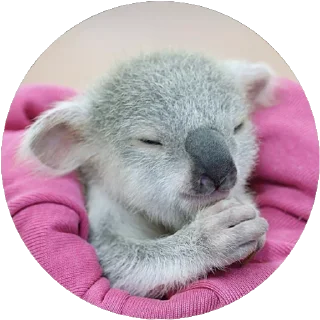 🐨