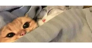 🐱