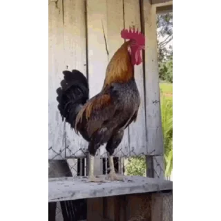 🐔