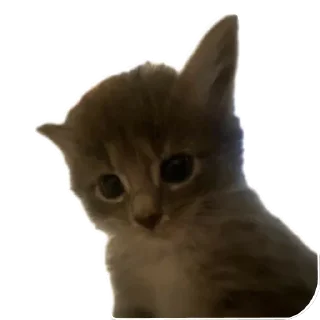 Мягкие всратыши @meowkyit 1 (без фона)