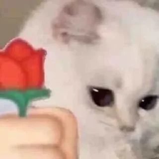🌹