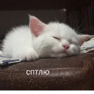 😴