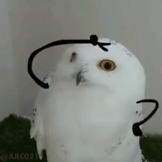 👍