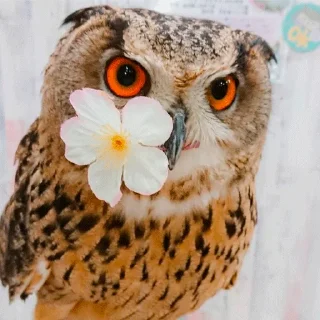 🌹