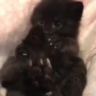 🐱