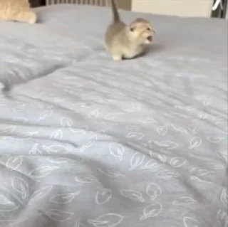 🌟