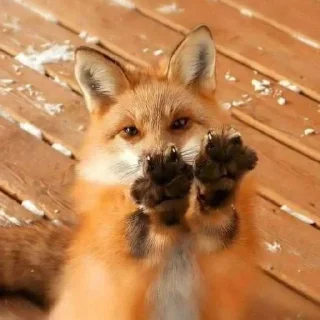 🐾