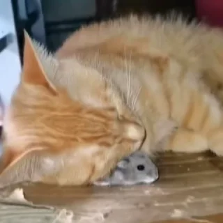 🐭