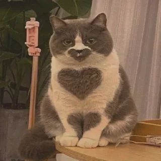 🖤