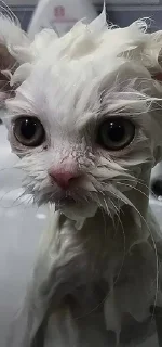 Катя кот :: @fStikBot