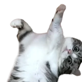 😺