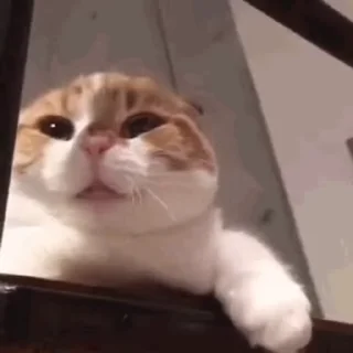 🥱