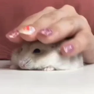 🐭
