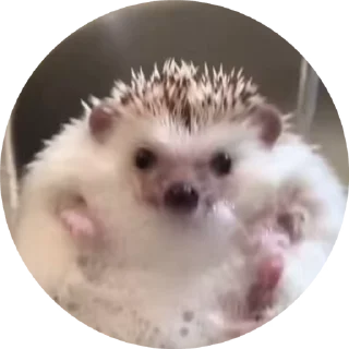 🦔