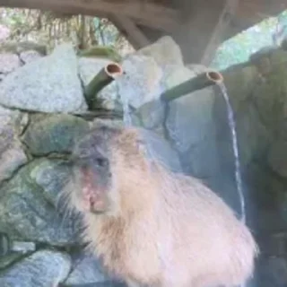 🦫