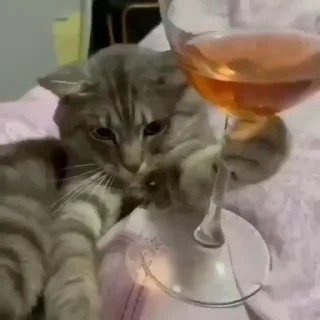 🐈