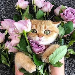 🐱