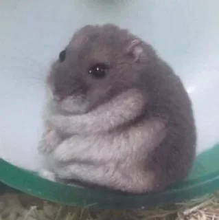 🥺