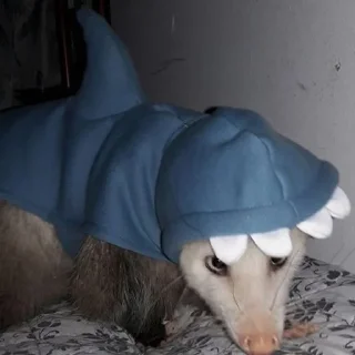 🦈