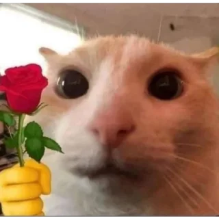 🗿