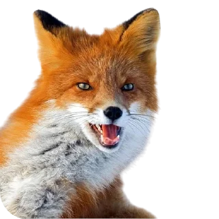 🦊
