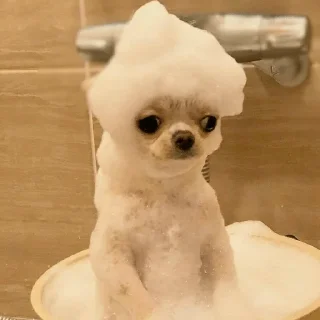 🐕