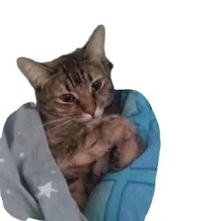 🐱