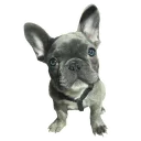 🐶