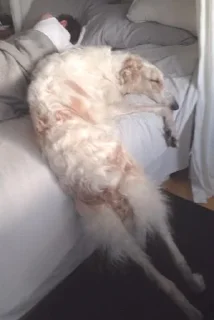 🛌