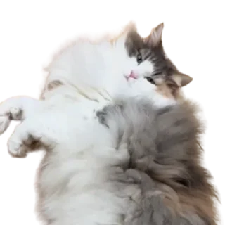 😺