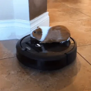 🐹