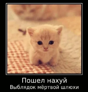 🐱