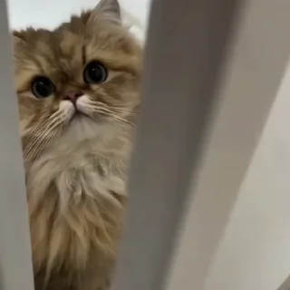 🐈‍⬛️