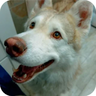 🐶