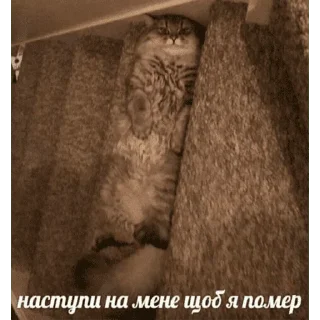 😺