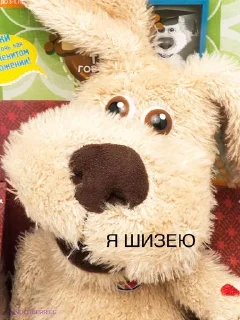 🐶