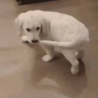 🐶
