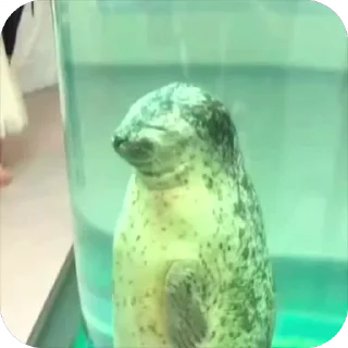 🦭